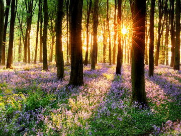 Forest during the spring time