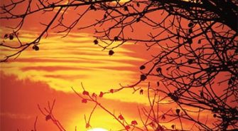 SVP - Blog - What does the word “ family; mean for you?